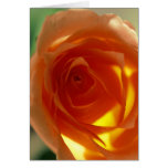 Samon Rose cards