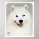 Samoyed 9Y566D-019 posters