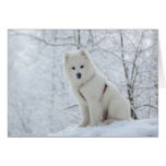Samoyed dog card