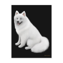 Samoyed Dog Postcard