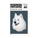 samoyed face3 postage