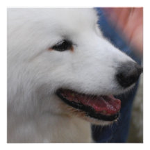 Samoyed Puppy Personalized Announcement