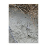 San Andreas Fault postcards