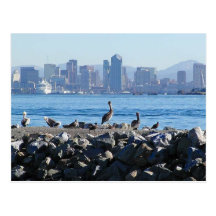 San Diego Pelicans Birds City Skyline Water Postcard