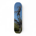 San Diego Shoe Tree In Morley Field skateboards