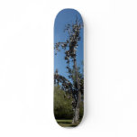 San Diego Shoe Tree In Morley Field skateboards