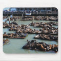 San Francisco Pier 39 Harbour Seals Mousepad