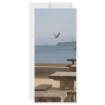 San Francisco Vagabond rack cards