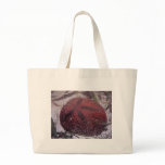 sand dollar live bags
