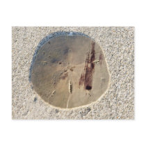 Sand Dollar Postcard