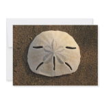 Sand Dollar Shell Beach Invitation (Colour Photo)