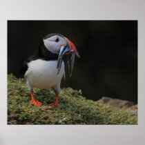 Sand Eel and Puffin Poster