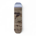 Sand Piper Bird skateboards