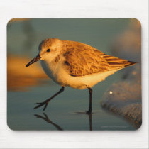 Sand Piper mousepads