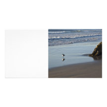 Sand Piper On The Beach Picture Card