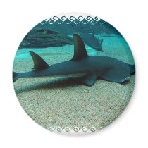 Sand Shark Magnet