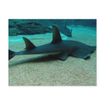 Sand Shark Postcard