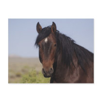 Sand Wash Basin Stallion Post Card