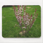 Sandcherry Tree Merchandise mousepads