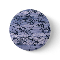 Sanderlings in flight button