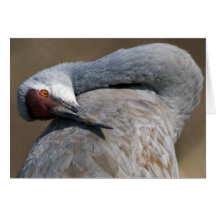 Sandhill Crane at Bosque del Apache Cards