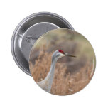 Sandhill Crane Buttons