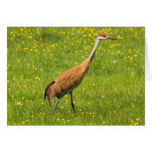 Sandhill Crane Card