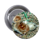 Sandhill Crane Chick Buttons