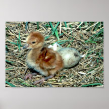 Sandhill Crane Chick Print
