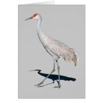 Sandhill Crane Gift Greeting Card