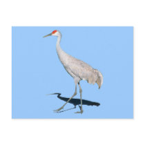 Sandhill Crane Gift Postcard