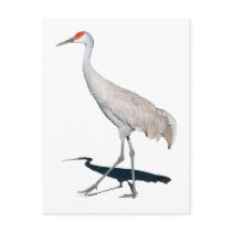 Sandhill Crane Gift Post Cards
