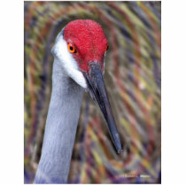 Sandhill Crane Head PIcture with colours around