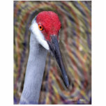 Sandhill Crane Head PIcture with colours around photo sculptures