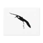 Sandhill Crane postcards