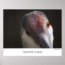 Sandhill Crane    . Print