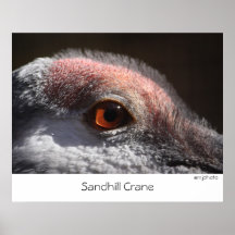 Sandhill Crane Print