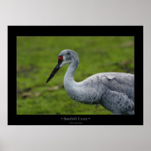 Sandhill Crane Print