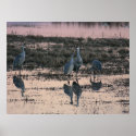 Sandhill cranes at dusk posters