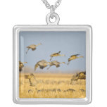 Sandhill cranes land in corn fields pendants