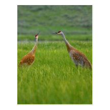 Sandhill Cranes Postcard