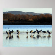 Sandhill Cranes Posters