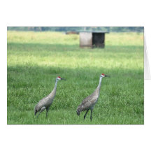 Sandhills Card