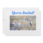 Sandhills Cranes invitations
