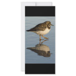 Sandpiper Bird Bookmarks rack cards