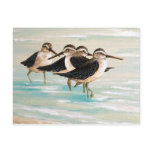 Sandpiper Family postcards