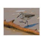 Sandpiper Postcard