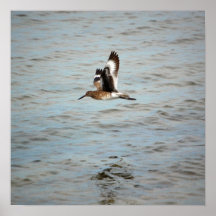Sandpiper Posters