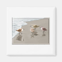 Sandpipers at the Shoreline Refrigerator Magnet