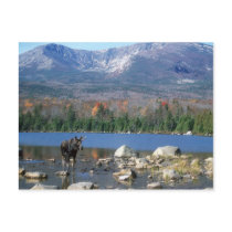 Sandy Stream Pond Postcard